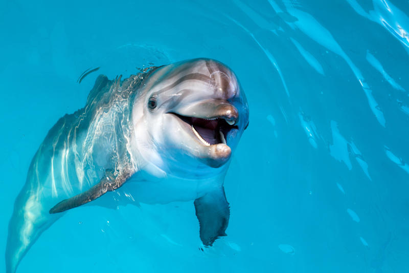 Dolphin Leopard seal, Polar bear, Komodo dragon, Panda bear, Kangaroo, Platypus, Slow loris, Mute swan, Elephant, Wolverine