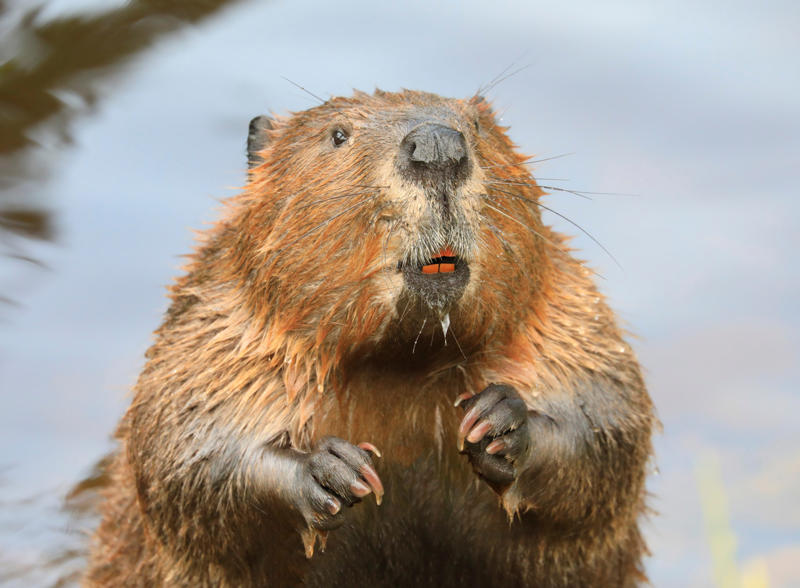 Beaver Leopard seal, Polar bear, Komodo dragon, Panda bear, Kangaroo, Platypus, Slow loris, Mute swan, Elephant, Wolverine