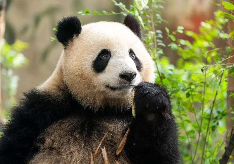 Panda bear Leopard seal, Polar bear, Komodo dragon, Panda bear, Kangaroo, Platypus, Slow loris, Mute swan, Elephant, Wolverine