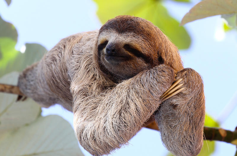 Sloth Leopard seal, Polar bear, Komodo dragon, Panda bear, Kangaroo, Platypus, Slow loris, Mute swan, Elephant, Wolverine