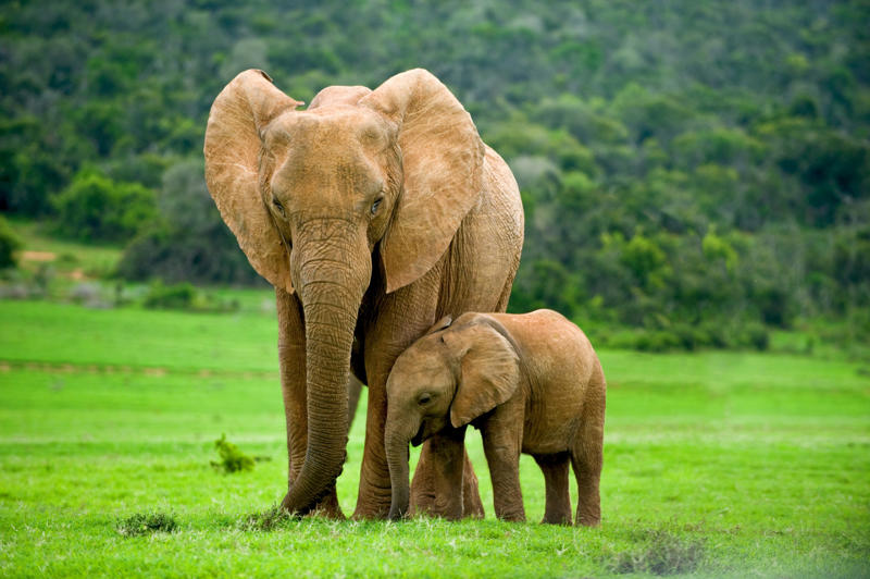 Elephant Leopard seal, Polar bear, Komodo dragon, Panda bear, Kangaroo, Platypus, Slow loris, Mute swan, Elephant, Wolverine