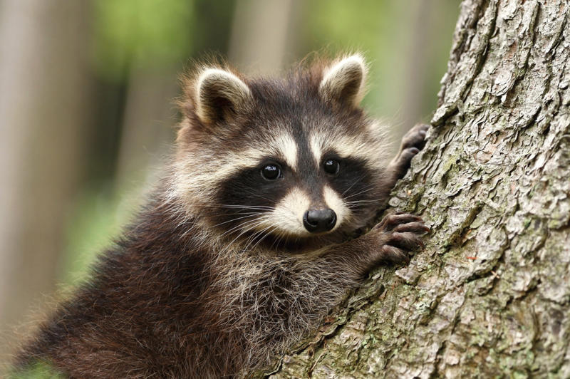 Raccoon Leopard seal, Polar bear, Komodo dragon, Panda bear, Kangaroo, Platypus, Slow loris, Mute swan, Elephant, Wolverine