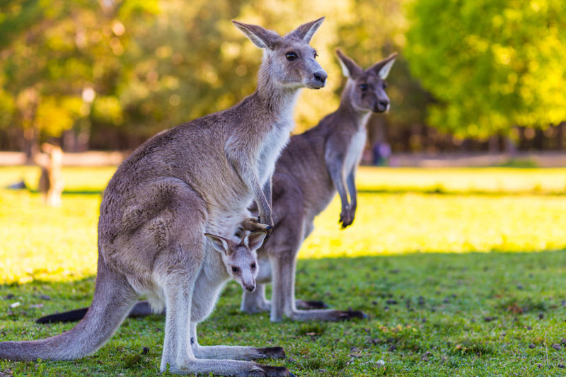 Kangaroo Leopard seal, Polar bear, Komodo dragon, Panda bear, Kangaroo, Platypus, Slow loris, Mute swan, Elephant, Wolverine