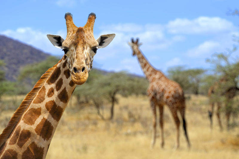 Giraffe Leopard seal, Polar bear, Komodo dragon, Panda bear, Kangaroo, Platypus, Slow loris, Mute swan, Elephant, Wolverine