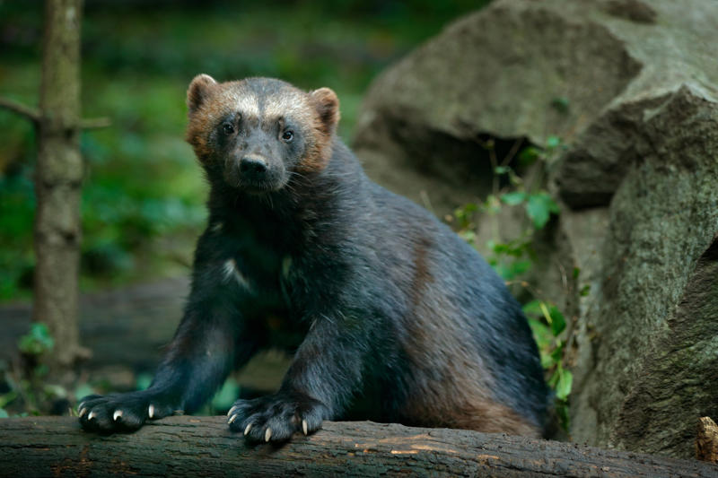 Wolverine Leopard seal, Polar bear, Komodo dragon, Panda bear, Kangaroo, Platypus, Slow loris, Mute swan, Elephant, Wolverine