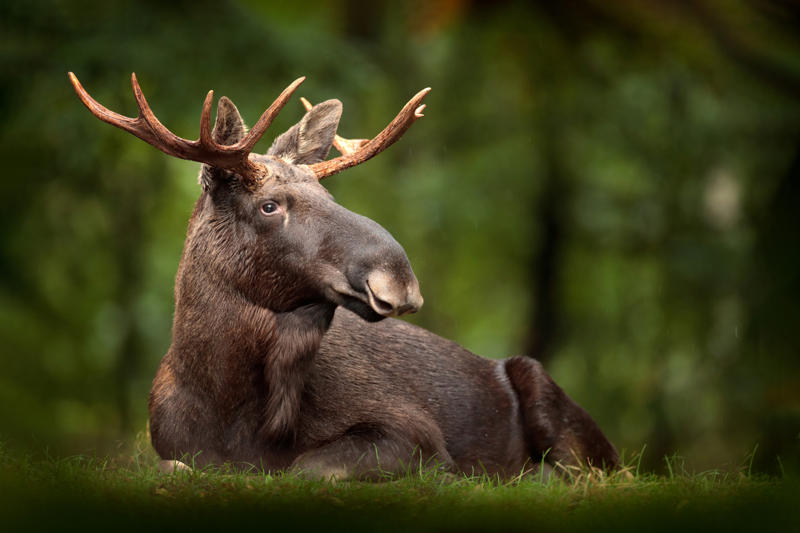 Moose Leopard seal, Polar bear, Komodo dragon, Panda bear, Kangaroo, Platypus, Slow loris, Mute swan, Elephant, Wolverine