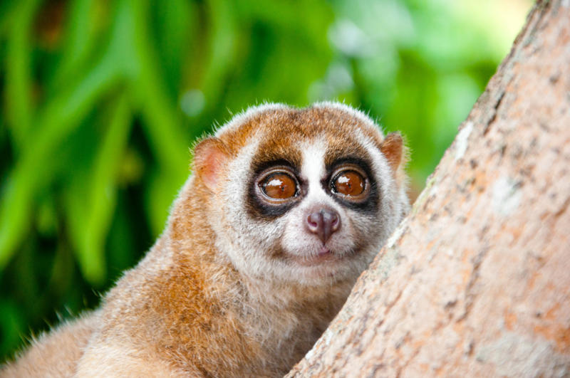 Slow loris Leopard seal, Polar bear, Komodo dragon, Panda bear, Kangaroo, Platypus, Slow loris, Mute swan, Elephant, Wolverine