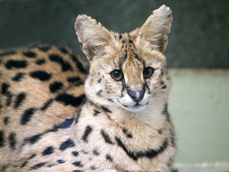 Serval Leopard seal, Polar bear, Komodo dragon, Panda bear, Kangaroo, Platypus, Slow loris, Mute swan, Elephant, Wolverine