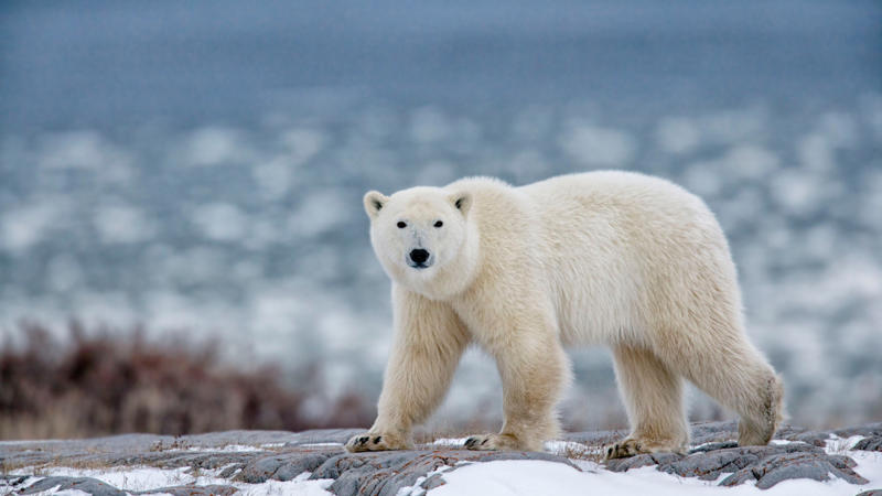 Polar bear Leopard seal, Polar bear, Komodo dragon, Panda bear, Kangaroo, Platypus, Slow loris, Mute swan, Elephant, Wolverine