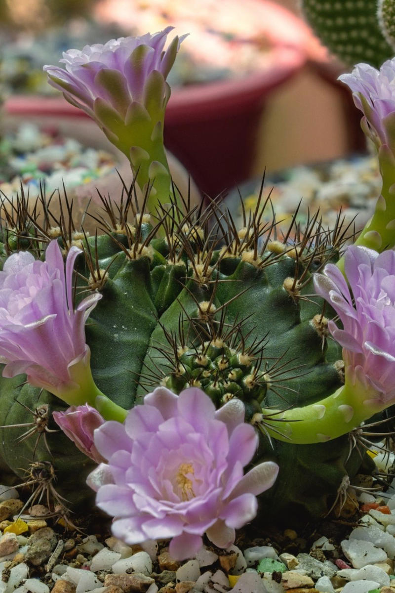 13 of our favourite flowering cacti, Yellow tower cactus (Parodia leninghausii) , Variegated crested San Pedro cactus (Trichocereus pachanoi) , Orange crown cactus (Alylostera pulvinosa) , Jelly beans sedum (Sedum rubrotinctum). , Crested silver torch (Cleistocactus strausii). , Claret cup cactus , The rainbow cactus (Echinocereus rigidissimus) , Monkey tail cactus (Cleistocactus colademononis) , Powder puff cactus Roseiflora (Mammillaria bocasana) , Prickly pear cactus , Easter lily cactus , Night-blooming cereus , Zygocactus , How to care for your flowering cacti, Growing in pots , Cold, dry winter rest: the key to getting cacti to flower, Flowering cacti FAQS