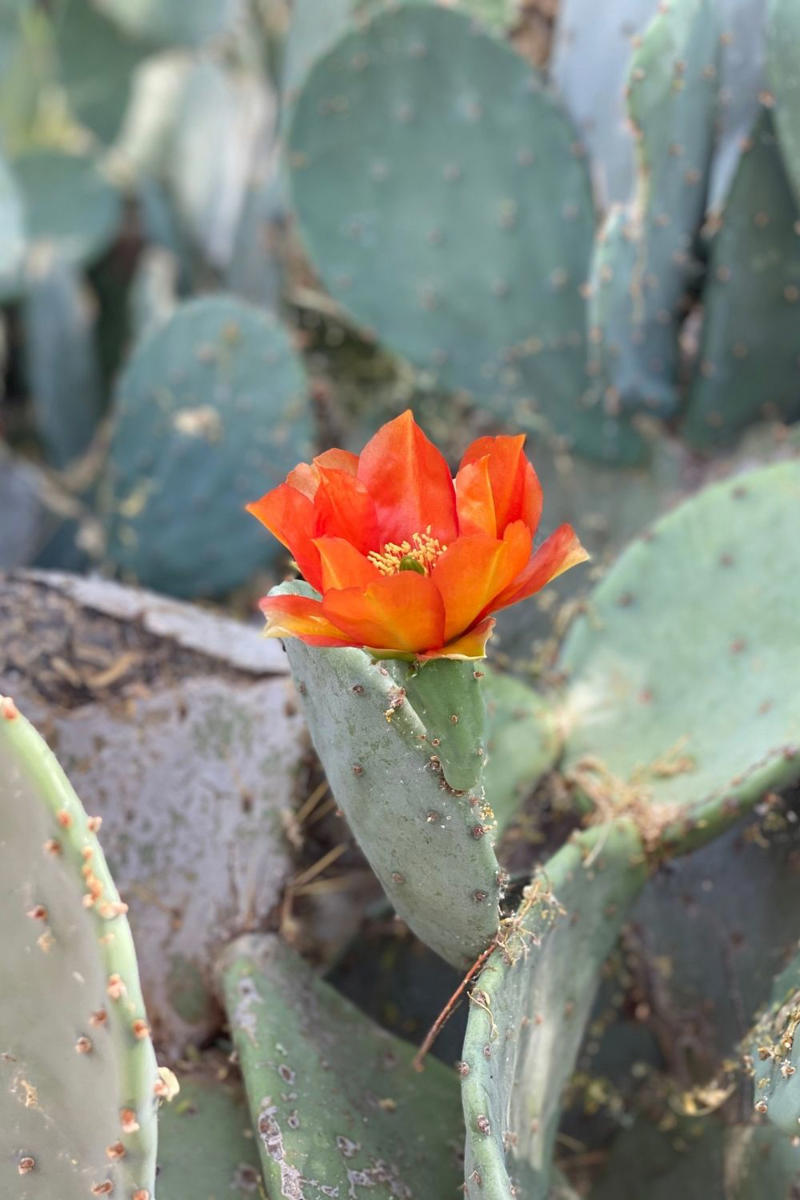 13 of our favourite flowering cacti, Yellow tower cactus (Parodia leninghausii) , Variegated crested San Pedro cactus (Trichocereus pachanoi) , Orange crown cactus (Alylostera pulvinosa) , Jelly beans sedum (Sedum rubrotinctum). , Crested silver torch (Cleistocactus strausii). , Claret cup cactus , The rainbow cactus (Echinocereus rigidissimus) , Monkey tail cactus (Cleistocactus colademononis) , Powder puff cactus Roseiflora (Mammillaria bocasana) , Prickly pear cactus , Easter lily cactus , Night-blooming cereus , Zygocactus , How to care for your flowering cacti, Growing in pots , Cold, dry winter rest: the key to getting cacti to flower, Flowering cacti FAQS