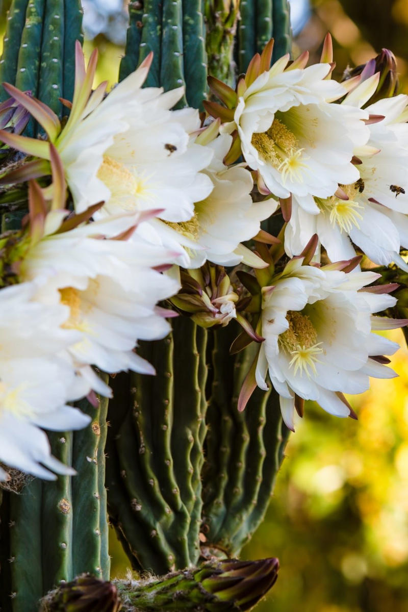 13 of our favourite flowering cacti, Yellow tower cactus (Parodia leninghausii) , Variegated crested San Pedro cactus (Trichocereus pachanoi) , Orange crown cactus (Alylostera pulvinosa) , Jelly beans sedum (Sedum rubrotinctum). , Crested silver torch (Cleistocactus strausii). , Claret cup cactus , The rainbow cactus (Echinocereus rigidissimus) , Monkey tail cactus (Cleistocactus colademononis) , Powder puff cactus Roseiflora (Mammillaria bocasana) , Prickly pear cactus , Easter lily cactus , Night-blooming cereus , Zygocactus , How to care for your flowering cacti, Growing in pots , Cold, dry winter rest: the key to getting cacti to flower, Flowering cacti FAQS