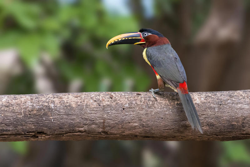 ฮันนีครีปเปอร์เขียว, นก Chestnut-eared aracari, นกเพนกวินราชา, นกแว่นตาขาวสีทอง, นกหัวขวานหัวทอง, นกกระสาสามสี, นกแกนเน็ตถิ่นเหนือ, นกเขาเปล้าธรรมดา, นกพัฟฟินแอตแลนติก, นกซีดาร์แว็กซ์วิง, นกจับแมลงจุกดำ, นกจาบคาหัวสีส้ม, นกปากช้อน, นกกระยางหิมะ, นกโกลด์ฟินช์, คิลเดียร์, นกกระเต็นมาลาไคต์, เพนกวินมาเจลลัน, นกฮัมมิงเบิร์ดหางกว้าง, นกช้อนหอย, นกวัตซิน, นกฟลามิงโก, นกกระทุง, ปาล์ม ทานาเจอร์, โตโค ทูแคน, นกคาร์ดินัลปากเหลือง, นกกระเรียนกู่, นกบูบีตีนฟ้า, นกอีก๋อยตะวันตก, นกฮูกเบอร์โรวิง, นกกระยางแดง, นกคาร์ดินัล, นกหัวขวานโอ๊ก, นกแอ่นกินรัง, นกหงส์หยก, นกแร้งไก่งวง, นกกระจอกเทศ, นกปักษาสวรรค์สีน้ำเงิน, นกเป็ดน้ำอาร์เจนไตน์, เป็ดแมนดาริน