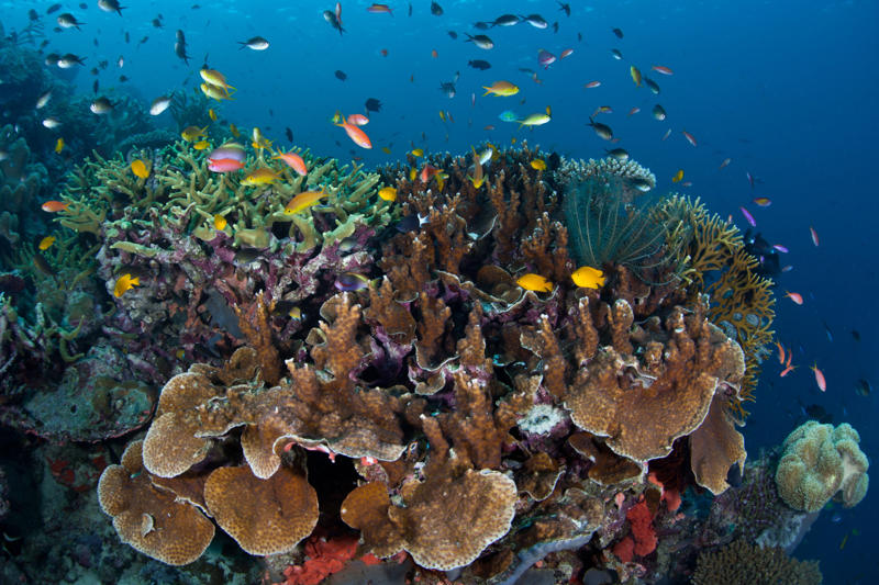 7. Solomon Islands 10. Guinea-Bissau, 9. Comoros, 8. São Tomé and Príncipe, 7. Solomon Islands, 6. Montserrat, 5. Micronesia, 4. Kiribati, 2. Marshall Islands, 1. Tuvalu