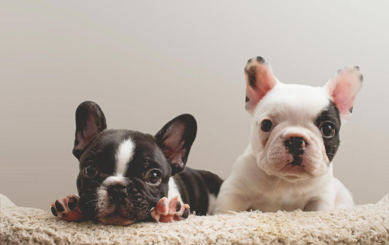 Brutus Beethoven, Meatball, Tinkerbell, Cerberus, Esmeralda, Mr. Famous, Sherriff, Squiddly and Diddly, Einstein