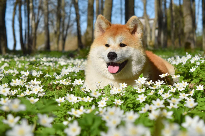 Hachiko Beethoven, Meatball, Tinkerbell, Cerberus, Esmeralda, Mr. Famous, Sherriff, Squiddly and Diddly, Einstein