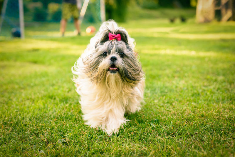 Tina Beethoven, Meatball, Tinkerbell, Cerberus, Esmeralda, Mr. Famous, Sherriff, Squiddly and Diddly, Einstein