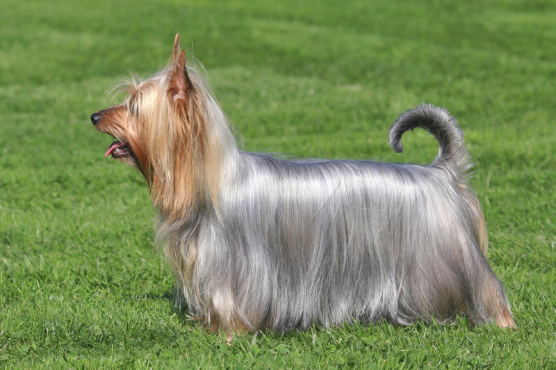 Sidi Beethoven, Meatball, Tinkerbell, Cerberus, Esmeralda, Mr. Famous, Sherriff, Squiddly and Diddly, Einstein