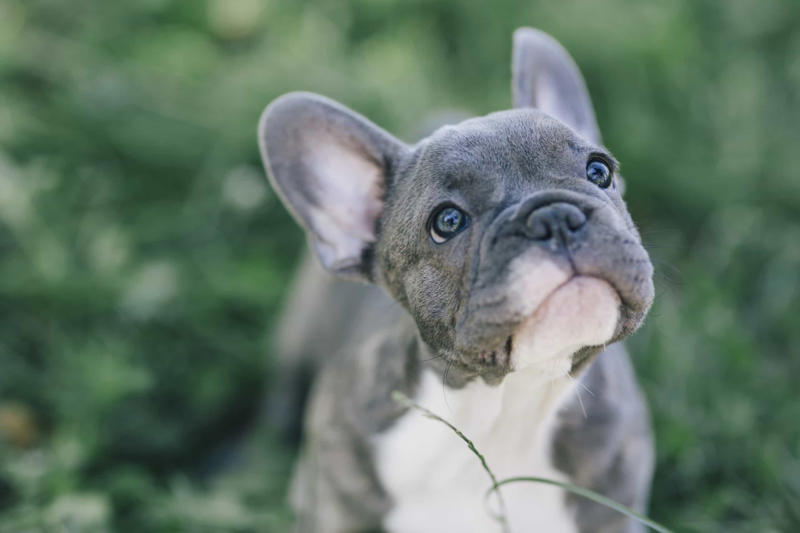 Lilo Beethoven, Meatball, Tinkerbell, Cerberus, Esmeralda, Mr. Famous, Sherriff, Squiddly and Diddly, Einstein