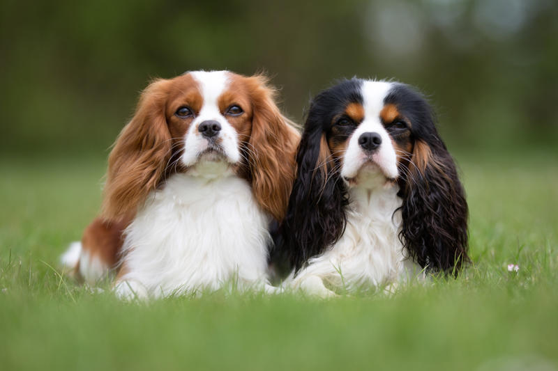 Squiddly and Diddly Beethoven, Meatball, Tinkerbell, Cerberus, Esmeralda, Mr. Famous, Sherriff, Squiddly and Diddly, Einstein