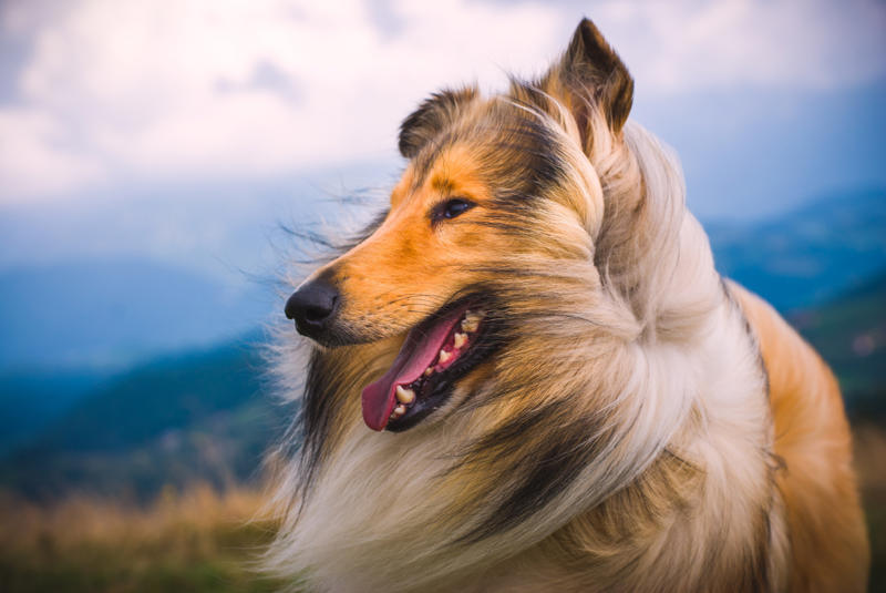 Lassie Beethoven, Meatball, Tinkerbell, Cerberus, Esmeralda, Mr. Famous, Sherriff, Squiddly and Diddly, Einstein