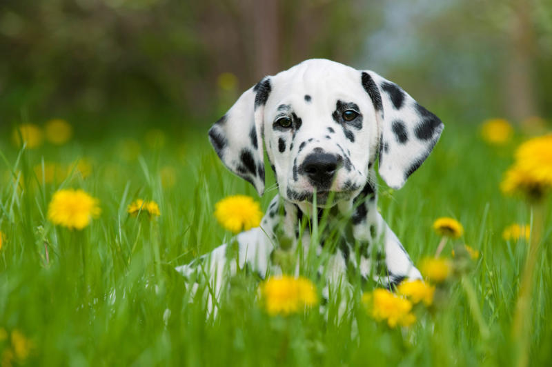 Pongo Beethoven, Meatball, Tinkerbell, Cerberus, Esmeralda, Mr. Famous, Sherriff, Squiddly and Diddly, Einstein