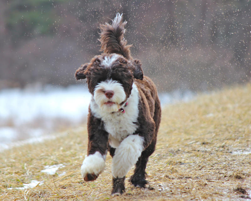 Bo Beethoven, Meatball, Tinkerbell, Cerberus, Esmeralda, Mr. Famous, Sherriff, Squiddly and Diddly, Einstein