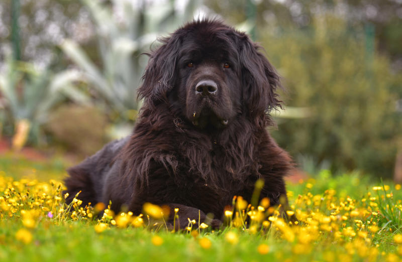 Shadow Beethoven, Meatball, Tinkerbell, Cerberus, Esmeralda, Mr. Famous, Sherriff, Squiddly and Diddly, Einstein