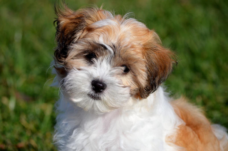 Tucker Beethoven, Meatball, Tinkerbell, Cerberus, Esmeralda, Mr. Famous, Sherriff, Squiddly and Diddly, Einstein