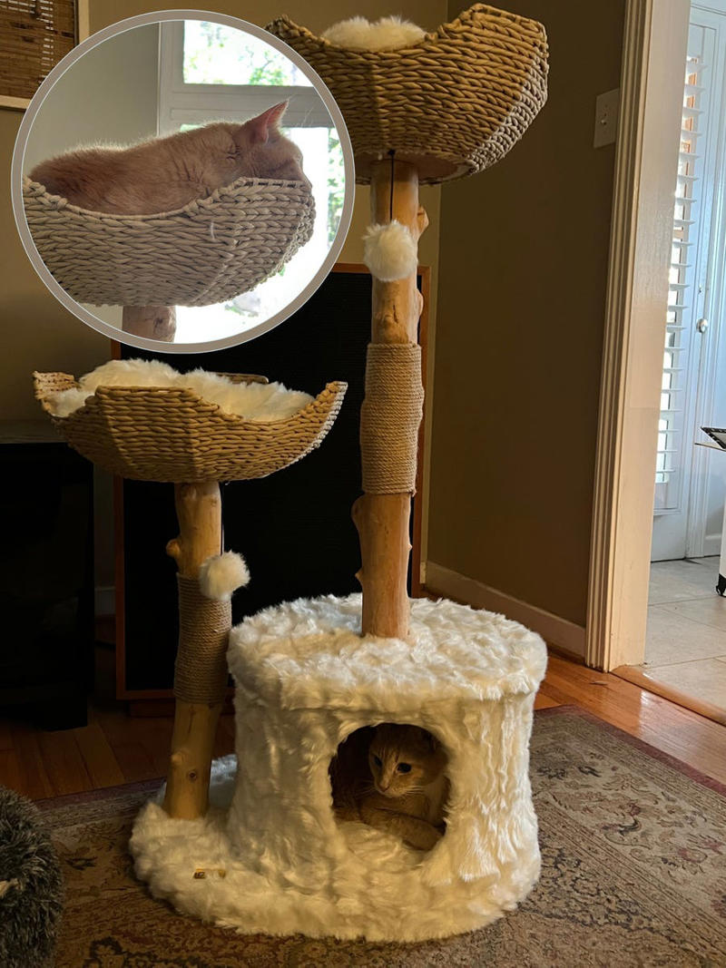The 12 Best Cat Trees, Tested by Our Editors' Very Own Kittens
