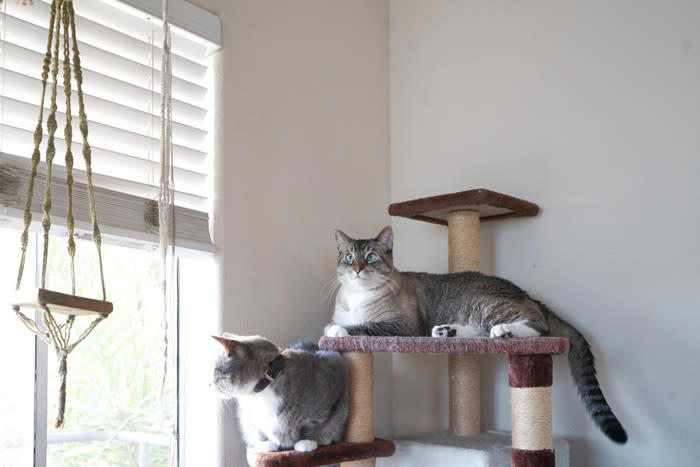 猫を多頭飼育する場合にやってはいけない間違った仲立ち方法, 1.初対面でいきなり接触させない, 2.空間は共有させ、日用品は共有させない, 3.基本的に喧嘩は仲裁しない, 4.避妊・去勢手術をせずに多頭飼育しない, 5.相性が悪い猫同士を無理矢理仲良くさせようとしない, 1つの縄張りを複数の猫で共有させるための工夫