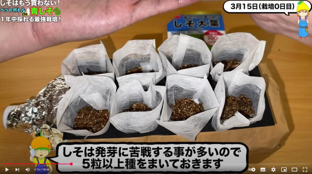 必要なのはペットボトルと窓際スペースだけ , 寒い季節でも育つ？秋冬栽培の工夫, シソをおいしく楽しむ活用法と保存術 , Q&amp;Aでさらにわかる！シソ栽培の疑問 