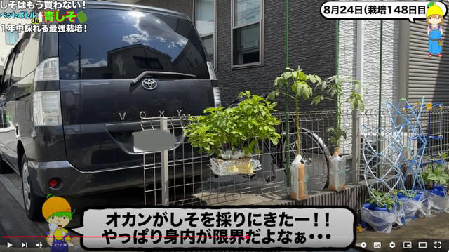 必要なのはペットボトルと窓際スペースだけ , 寒い季節でも育つ？秋冬栽培の工夫, シソをおいしく楽しむ活用法と保存術 , Q&amp;Aでさらにわかる！シソ栽培の疑問 