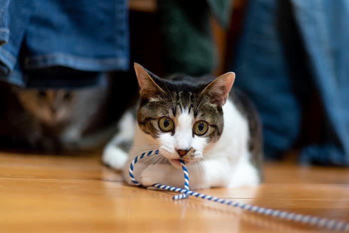 1.清潔にしないと健康トラブルに, 2.不規則な生活が猫の不安を招く, 3.モノを放置すると思わぬ事故を起こす, 4.ずさんな食事管理が肥満や栄養失調に