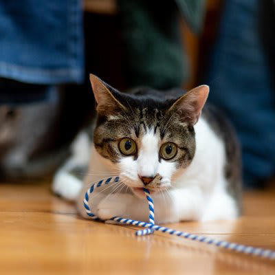 1.清潔にしないと健康トラブルに, 2.不規則な生活が猫の不安を招く, 3.モノを放置すると思わぬ事故を起こす, 4.ずさんな食事管理が肥満や栄養失調に