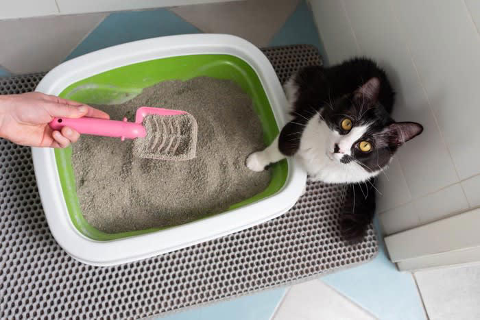 1.清潔にしないと健康トラブルに, 2.不規則な生活が猫の不安を招く, 3.モノを放置すると思わぬ事故を起こす, 4.ずさんな食事管理が肥満や栄養失調に