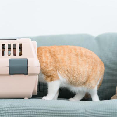 1.おとなしくさせてからバッグに入れる, 狭い場所に入れる, つまみ誘発性行動抑制を利用する, 2.キャリーバッグへの印象を「良い」ものに変える, 3.動物病院への印象を「良い」ものに変える