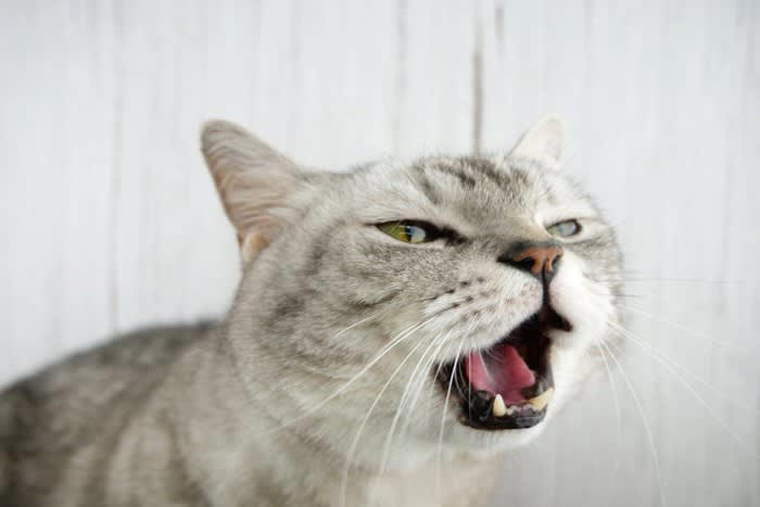 猫の『鳴きグセ』対処法5つ！, 1.トイレが汚くて耐えられない, 2.ご飯がほしい, 何度も催促する場合, 欲求不満が強い場合, 3.分離不安によるもの, 4.体調が優れない, 5.シニア猫ならではの不安