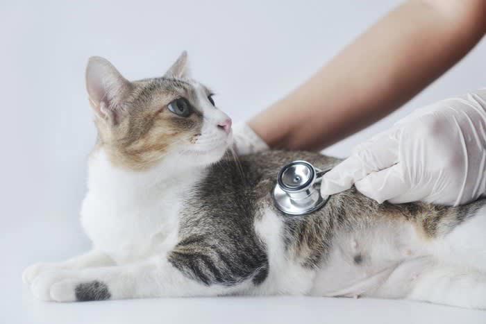 猫の『鳴きグセ』対処法5つ！, 1.トイレが汚くて耐えられない, 2.ご飯がほしい, 何度も催促する場合, 欲求不満が強い場合, 3.分離不安によるもの, 4.体調が優れない, 5.シニア猫ならではの不安