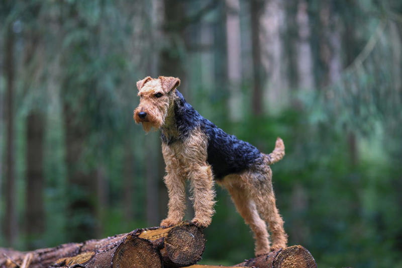 1) Schnauzers, 2) Scottish Terriers, 3) Soft-Coated Wheaten Terrier, 4) Airedale Terrier, 5) Bearded Collie
