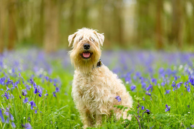 1) Schnauzers, 2) Scottish Terriers, 3) Soft-Coated Wheaten Terrier, 4) Airedale Terrier, 5) Bearded Collie