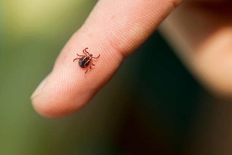 Trampolines, Tick bites, Energy drinks, Tylenol after drinking, Petting dogs and other ‘wild’ animals, Magnets, marbles and batteries