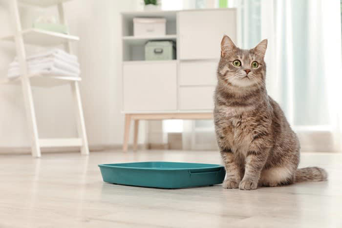 猫の『鳴きグセ』対処法5つ！, 1.トイレが汚くて耐えられない, 2.ご飯がほしい, 何度も催促する場合, 欲求不満が強い場合, 3.分離不安によるもの, 4.体調が優れない, 5.シニア猫ならではの不安