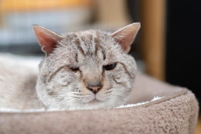 猫の『鳴きグセ』対処法5つ！, 1.トイレが汚くて耐えられない, 2.ご飯がほしい, 何度も催促する場合, 欲求不満が強い場合, 3.分離不安によるもの, 4.体調が優れない, 5.シニア猫ならではの不安