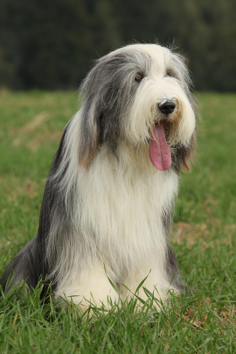 1) Schnauzers, 2) Scottish Terriers, 3) Soft-Coated Wheaten Terrier, 4) Airedale Terrier, 5) Bearded Collie