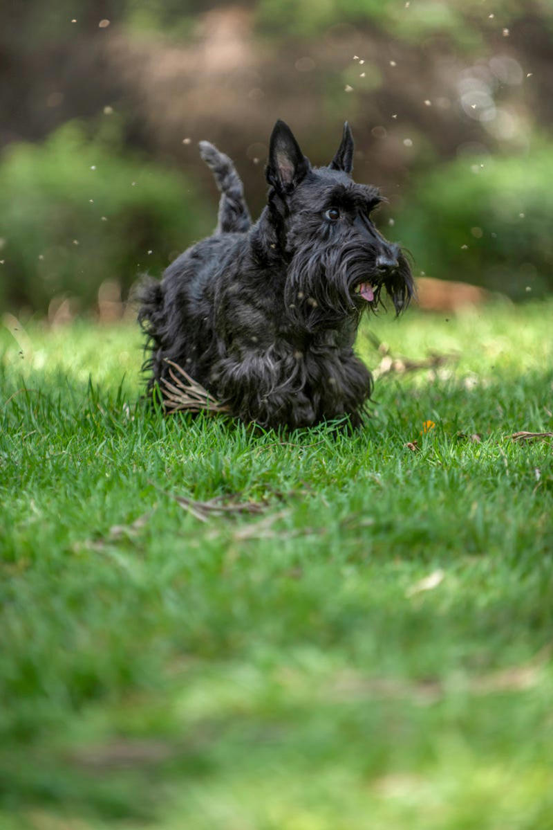 1) Schnauzers, 2) Scottish Terriers, 3) Soft-Coated Wheaten Terrier, 4) Airedale Terrier, 5) Bearded Collie