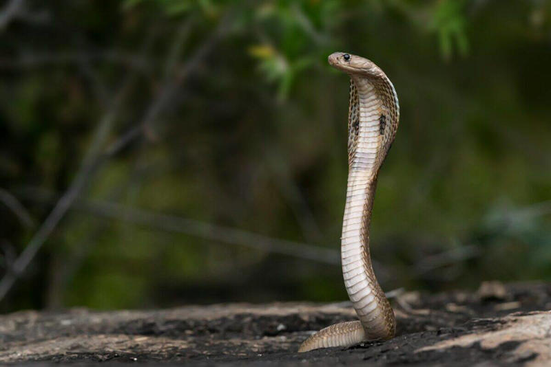 The Mechanics of a Snake Strike, The General Rule of Strike Distance, Species Variations in Strike Distance, Factors That Influence Strike Distance, The Speed Factor: How Fast Do Snakes Strike?, Record-Breaking Snake Strikes, Defensive vs. Predatory Strikes, Vertical Strike Capabilities, Safe Distances for Different Snake Species, Myths and Misconceptions About Snake Strikes, Staying Safe Around Snakes