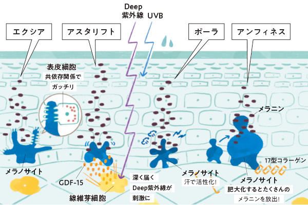 【エクシア】メラノサイトと表皮細胞のイケナイ共依存関係をリセット, 【アスタリフト】Deep紫外線による真皮からのメラニン産生ルートを遮断！, 【ポーラ】紫外線を防いでも起こる、大量の発汗由来の日焼けを防ぐ, 【アンフィネス】17型コラーゲンを増やし、メラノサイトを肥大化させない！