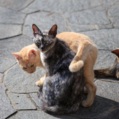 1.イケニャンの証！「大きな顔・体格」のオス猫, 2.性格良し！「紳士的」なオス猫, 3.本能をくすぐる「フェロモンが多い」メス猫, 4.安心感が大切「子育てベテラン」のメス猫