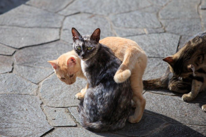 1.イケニャンの証！「大きな顔・体格」のオス猫, 2.性格良し！「紳士的」なオス猫, 3.本能をくすぐる「フェロモンが多い」メス猫, 4.安心感が大切「子育てベテラン」のメス猫